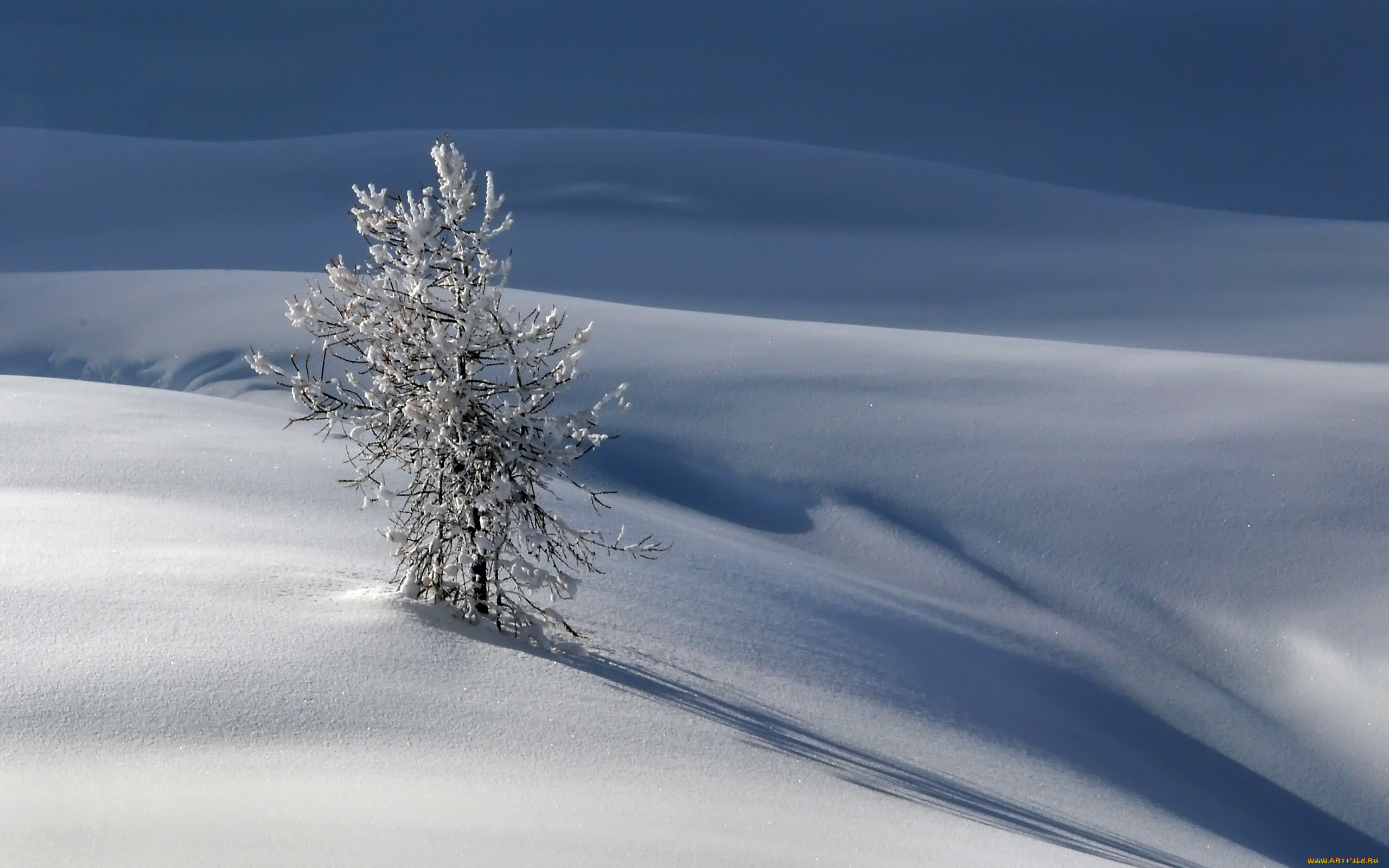 Сугроб 5 букв. Зимние деревья в снегу Исландия. Фото дерева зимой с разным ракурсом.